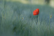 Mohnblume im ersten Licht