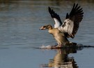 Ärger bei den Nil-Gänsen