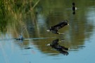 Als ob sie übers Wasser laufen kann