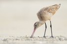 Marmorschnepfe (Limosa fedoa)