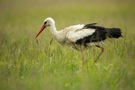 Storch auf Pirsch