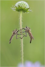 *Raubfliegen_Männchen und Weibchen*