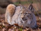 Eurasischer Luchs | Lynx lynx