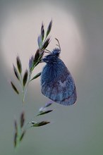 Wiesenvögelchen, kein Bläuling zur Blauen Stunde!