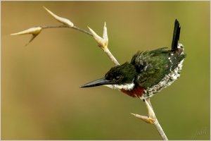 Grünfischer ( chloroceryle americana ) ND