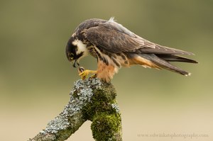 Hobby with prey