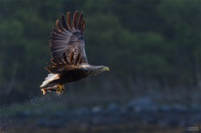 Seeadler