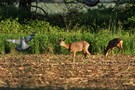 Bock auf Taube