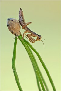 "Erste Mantis2014"