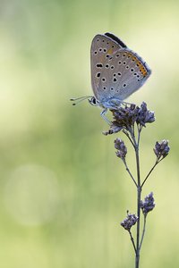 Lilagold Feuerfalter