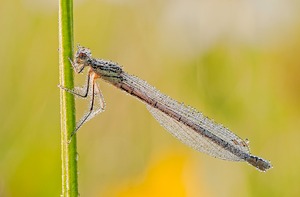 Perlenlibelle