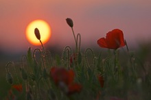 Mohn bei Sonnenuntergang