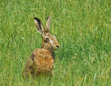 ...als fielen ostern und weihnachten auf einen tag...