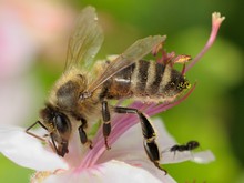 Fleißiges Bienchen.