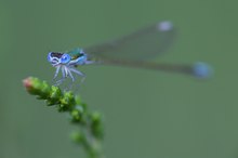 Zwerglibelle (Nehalennia speciosa)