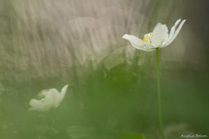 Frühlings-charme...