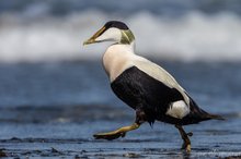 Eider - Just Walking