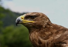 Steppenadler Portrait