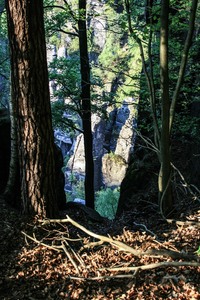 Fenster im Wald