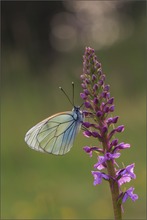 baum-weissling ( Aporia crataegi )