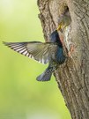 Star (Sturnus Vulgaris)