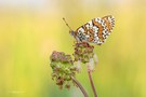 Melitaea cinxia