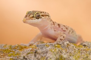 Europäischer Halbfinger