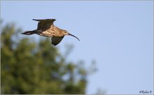 Großer Brachvogel im Flug