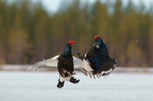 Wilder Kampf der Birkhähne