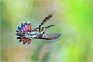 Grünbrustmango Kolibri Web.