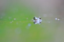 Ein Frosch aus der Froschperspektive