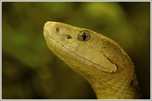 Kupferkopf (Agkistrodon ssp.), Terrazoo Rheinberg