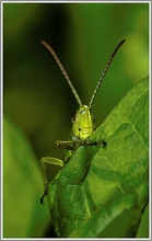 Gemeiner Grashüpfer (Chorthippus parallelus)