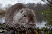 Nutria (Myocastor coypus) [KD]