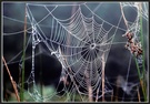 Spinnennetz  ND