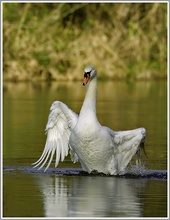 Höckerschwan (Cygnus olor)