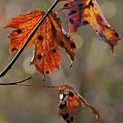 Blätter im Herbst [EBV]