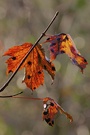 Blätter im Herbst [EBV]