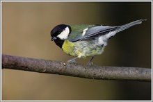 Kohlmeise (Parus major)