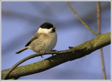 Weidenmeise (Parus montanus)