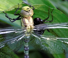 Libelle mit Exhuvie, ND.