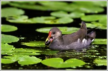 Teichhuhn (Gallinula chloropus)