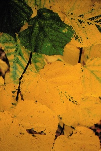 Lindenzweig im Herbst ND