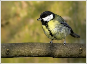 Kohlmeise (Parus major)