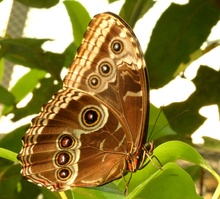 morpho falter [ZO]