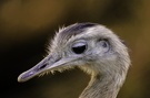 Emu [ZO]