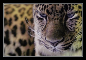 Leopard ZOO