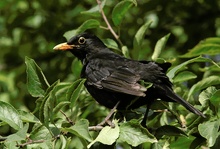 Amsel ND