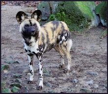 Afrikanischer Wildhund