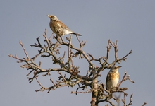 Wachholderdrossel, Turdus pilaris ND